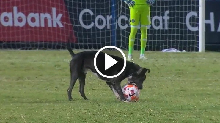 INSÓLITO: un PERRO se metió a la cancha en pleno partido y se llevó la OVACIÓN de los hinchas