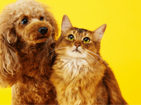Profeco: Croquetas para perros y gatos que NO debes comprar