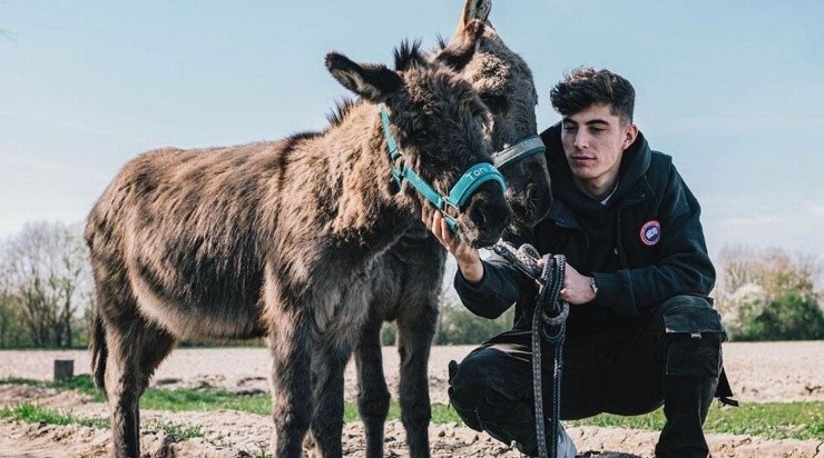 Kai Havertz and his Donkeys (The Sun)