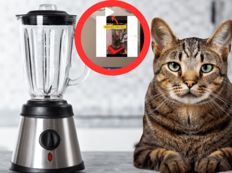 Video viral "Cat Blender": ¿Es real y por qué se habla de él en Tiktok y Twitter?