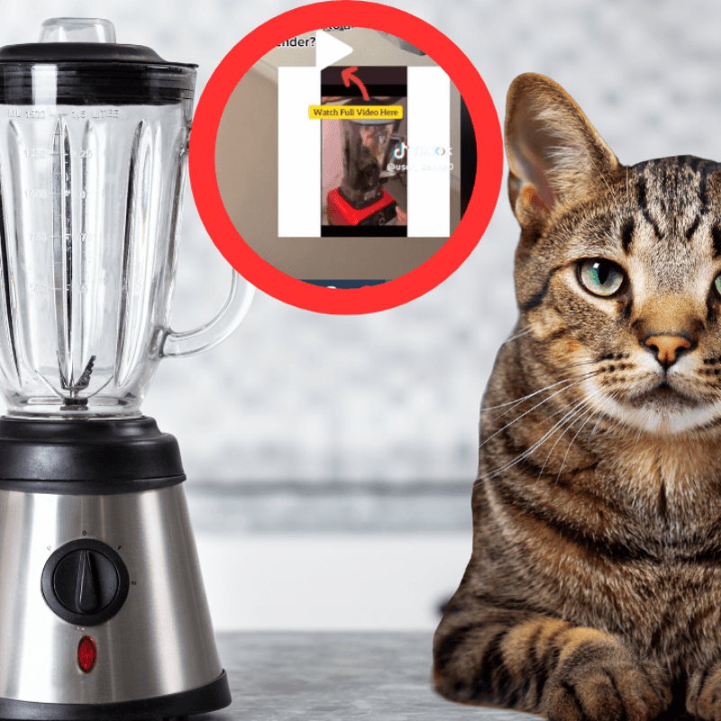 Video viral "Cat Blender": ¿Es real y por qué se habla de él en Tiktok y Twitter?
