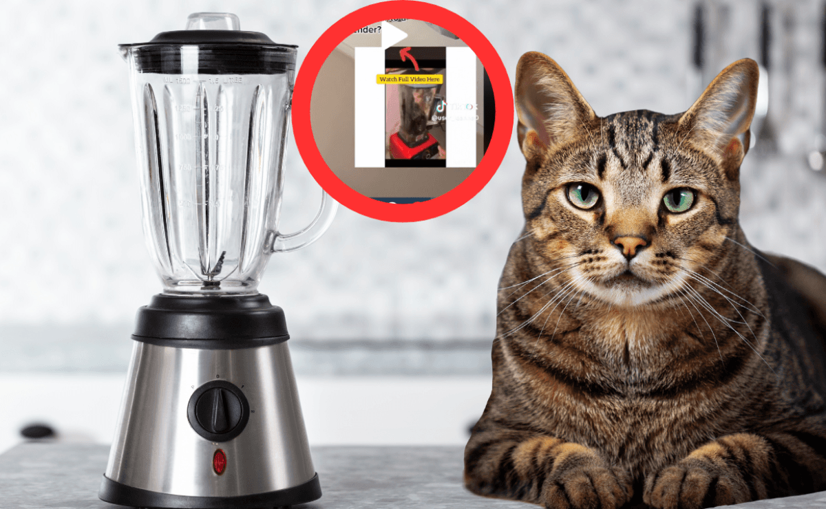 Cruelty Of Cat Blender Video Goes Viral On Social Media Details And