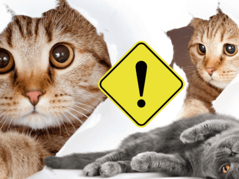 Cat Blender: Desata MEMES el impactante video del gato en una licuadora que ha conmocionado Tiktok y Twitter