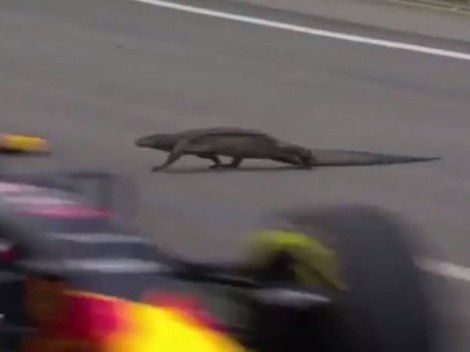 F1 Miami cautions drivers of iguanas jumping on the track