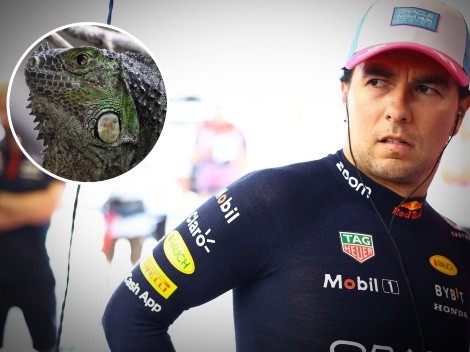 ¡Cuidado, Checo! Invasión de iguanas en la pista a pocas horas del Gran Premio de Miami