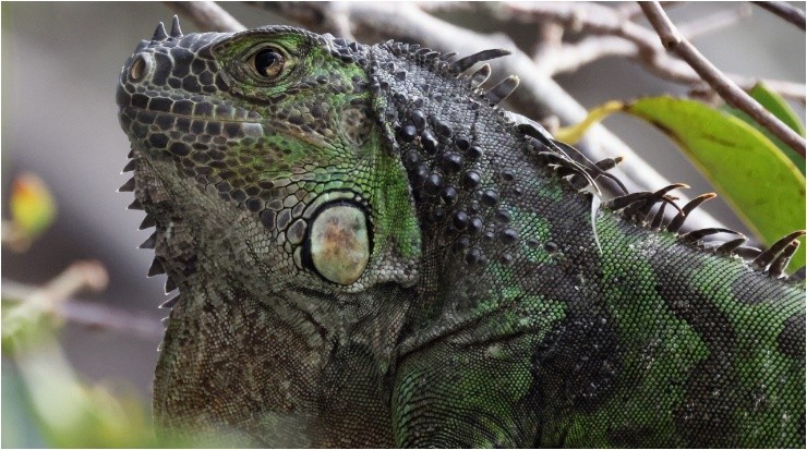 Las iguanas viven en toda Florida. (Getty Images)