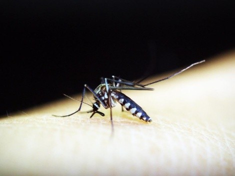 Descubra as três formas de saber se você está com o vírus da Dengue