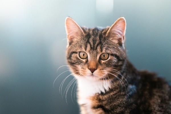 Cuidado de animales en temperaturas altas