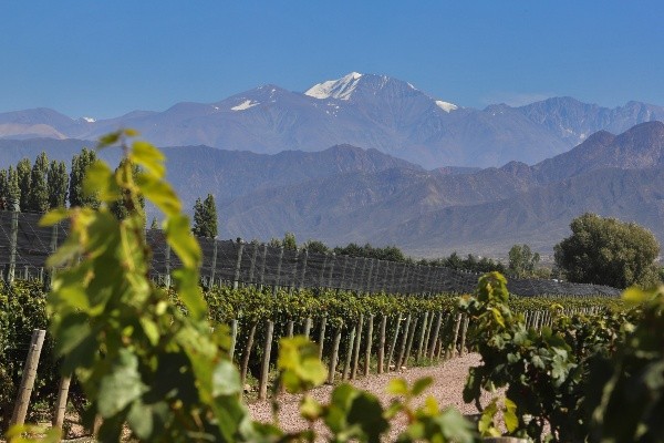Mendoza es la provincia de Argentina que se caracteriza por el vino. Fuente: (Getty images)