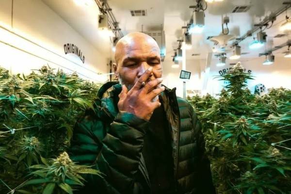 Mike Tyson rodeado de plantas de marihuana.