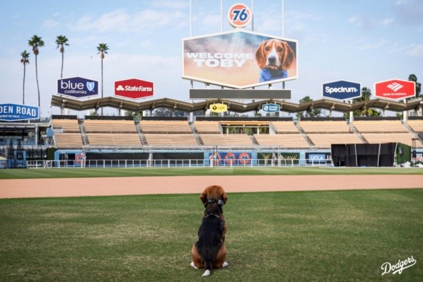 Toby, el perro de TikTok que recibió un trato VIP (@Dodgers)