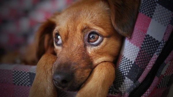 Teste de DNA para cães revela origem do seu vira-lata - Giz Brasil