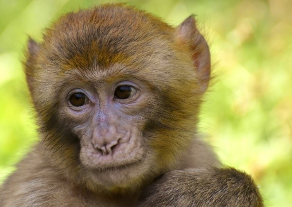 Macacos são comuns na região Norte do Brasil (Pixabay/alexas_fotos)