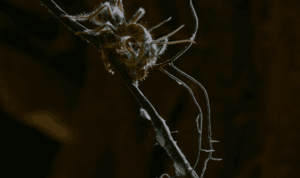 El hongo de The Last of Us, el cordyceps sí existe y así es como se ve una hormiga que ha sido atacada por este parásito. Imagen: @NationalGeographicEspana